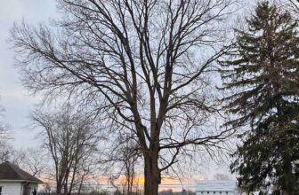 The Little Issues E-newsletter #462 – Life, laughter, and many nice meals!