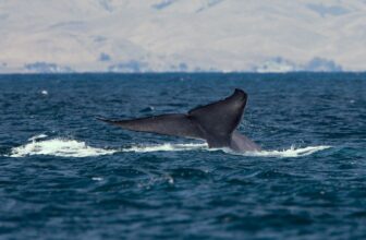 World’s ‘Loneliest Whale’ May Be a Sterile Hybrid—and a Dire Warning
