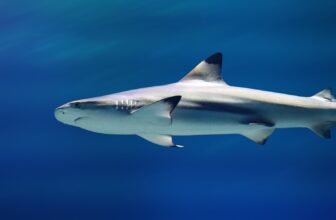 Shark Assaults on People Aren’t All the time What They Appear, Scientists Say