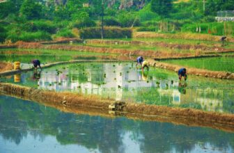 Most cancers-Inflicting Arsenic Is Constructing Up within the World’s Rice