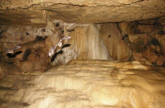 U.S. Household Contaminated With Airborne Fungal Illness After Touring Bat-Crammed Caves
