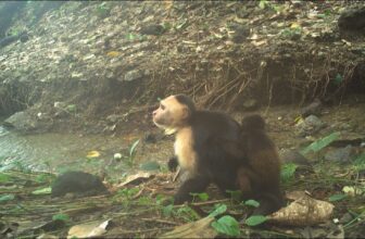 Capuchins Are Abducting Child Howler Monkeys in Unusual, Lethal New Pattern