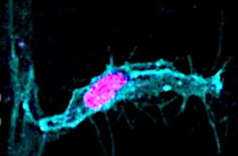 What You Discovered About Cell Division Is Most likely Fallacious