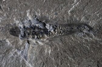 506-Million-12 months-Outdated ‘Mothra’ Fossil Exhibits the Weirdness of Early Life