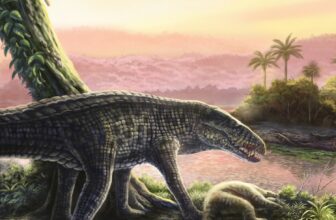 Sprinting Crocs With ‘Legs Like Greyhounds’ As soon as Dominated the Caribbean