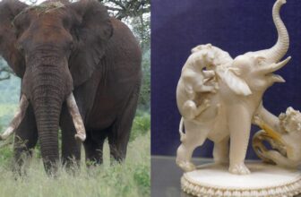 How Prehistoric Mammoth Tusks May Assist Bust Fashionable-Day Ivory Smugglers