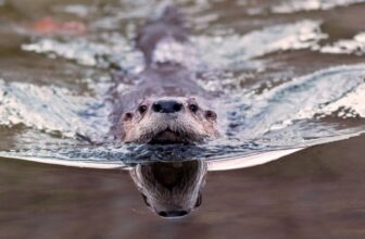 ‘Bizarre Trying’ Otter Poo Reveals an Surprising Function in Parasite Management