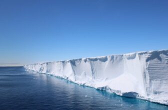 Scientists Went In search of Shackleton’s Endurance. They discovered a Hidden Fish Metropolis in Good Formation As a substitute