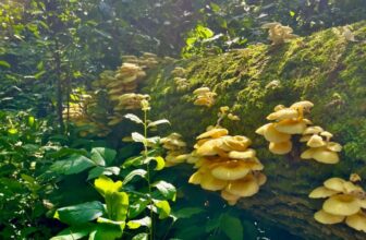 A In style Connoisseur Mushroom Is Escaping Gardens and Invading US Forests